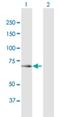 Oxysterol Binding Protein Like 6 antibody, H00114880-B01P, Novus Biologicals, Western Blot image 