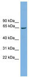 TATA-Box Binding Protein Associated Factor, RNA Polymerase I Subunit B antibody, TA342344, Origene, Western Blot image 