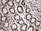 Tripartite Motif Containing 28 antibody, LS-C796556, Lifespan Biosciences, Immunohistochemistry paraffin image 