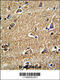 RAB13, Member RAS Oncogene Family antibody, 62-390, ProSci, Immunohistochemistry paraffin image 