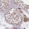 Embryonic Ectoderm Development antibody, NBP2-38907, Novus Biologicals, Immunohistochemistry paraffin image 