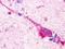 G Protein-Coupled Receptor 174 antibody, LS-A409, Lifespan Biosciences, Immunohistochemistry frozen image 