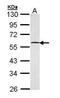 GA Binding Protein Transcription Factor Subunit Beta 1 antibody, PA5-21493, Invitrogen Antibodies, Western Blot image 