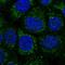 WD Repeat Domain 54 antibody, HPA053558, Atlas Antibodies, Immunofluorescence image 