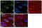 Histone Cluster 1 H2B Family Member O antibody, PA5-48430, Invitrogen Antibodies, Immunofluorescence image 