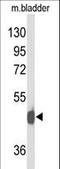 Neuropeptide Y Receptor Y2 antibody, LS-C162976, Lifespan Biosciences, Western Blot image 