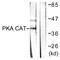 Protein Kinase CAMP-Activated Catalytic Subunit Alpha antibody, PA5-38316, Invitrogen Antibodies, Western Blot image 