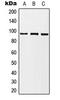 B-Raf Proto-Oncogene, Serine/Threonine Kinase antibody, LS-C353922, Lifespan Biosciences, Western Blot image 