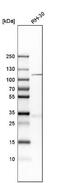 Kinesin Family Member 18A antibody, NBP1-85127, Novus Biologicals, Western Blot image 