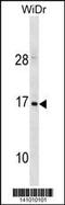 Hemoglobin Subunit Zeta antibody, 60-628, ProSci, Western Blot image 