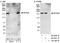 DExH-Box Helicase 29 antibody, A300-751A, Bethyl Labs, Western Blot image 