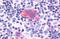 C-X-C Motif Chemokine Receptor 1 antibody, MBS243295, MyBioSource, Immunohistochemistry frozen image 