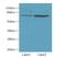 WD And Tetratricopeptide Repeats 1 antibody, A61782-100, Epigentek, Western Blot image 