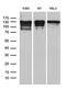 Nuclear Receptor Coactivator 7 antibody, MA5-27306, Invitrogen Antibodies, Western Blot image 
