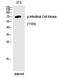 Intestinal Cell Kinase antibody, PA5-40228, Invitrogen Antibodies, Western Blot image 