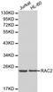 Rac Family Small GTPase 2 antibody, A01714-1, Boster Biological Technology, Western Blot image 