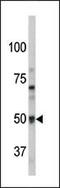 G Protein-Coupled Receptor 37 antibody, PA5-13412, Invitrogen Antibodies, Western Blot image 