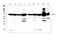 Apoptosis Inducing Factor Mitochondria Associated 1 antibody, PB9366, Boster Biological Technology, Western Blot image 