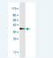 PHD Finger Protein 6 antibody, H00084295-M01-100ug, Novus Biologicals, Western Blot image 