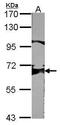 Protein Tyrosine Phosphatase Non-Receptor Type 6 antibody, PA5-27803, Invitrogen Antibodies, Western Blot image 