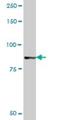 Golgin A5 antibody, H00009950-B01P, Novus Biologicals, Western Blot image 