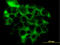 RAS Related 2 antibody, LS-B4517, Lifespan Biosciences, Immunofluorescence image 