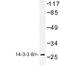 Tyrosine 3-Monooxygenase/Tryptophan 5-Monooxygenase Activation Protein Theta antibody, LS-C176632, Lifespan Biosciences, Western Blot image 