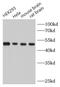 Tubulin Alpha 1b antibody, FNab00333, FineTest, Western Blot image 