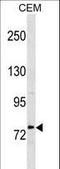 Methylenetetrahydrofolate Reductase antibody, LS-C157974, Lifespan Biosciences, Western Blot image 