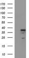 Interleukin-1 alpha antibody, TA506846AM, Origene, Western Blot image 