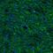 SSR-gamma antibody, NBP1-80667, Novus Biologicals, Immunohistochemistry frozen image 