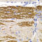 Neurofilament Light antibody, 13-110, ProSci, Immunohistochemistry frozen image 