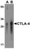 Rat CD152 antibody, LS-C669071, Lifespan Biosciences, Western Blot image 