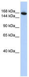 WD Repeat Domain 66 antibody, TA340350, Origene, Western Blot image 