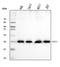 RAB13, Member RAS Oncogene Family antibody, A04339, Boster Biological Technology, Western Blot image 