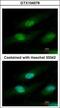 Interferon Related Developmental Regulator 1 antibody, GTX104578, GeneTex, Immunofluorescence image 