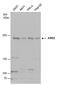 AT-Rich Interaction Domain 2 antibody, PA5-35857, Invitrogen Antibodies, Western Blot image 