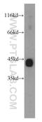 Actin Alpha Cardiac Muscle 1 antibody, 11032-1-AP, Proteintech Group, Western Blot image 
