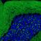 Solute Carrier Family 17 Member 7 antibody, NBP2-46627, Novus Biologicals, Immunohistochemistry frozen image 