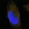 Sortilin Related Receptor 1 antibody, GTX83063, GeneTex, Immunofluorescence image 