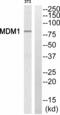 Mdm1 Nuclear Protein antibody, A09897, Boster Biological Technology, Western Blot image 