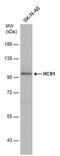 Hyperpolarization Activated Cyclic Nucleotide Gated Potassium Channel 1 antibody, PA5-78675, Invitrogen Antibodies, Western Blot image 