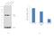 Nucleoporin 62 antibody, PA5-21882, Invitrogen Antibodies, Western Blot image 