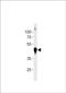 Beta-Actin antibody, PA5-72633, Invitrogen Antibodies, Western Blot image 