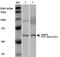 T-Complex 1 antibody, orb151144, Biorbyt, Western Blot image 