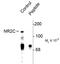 Glutamate Ionotropic Receptor NMDA Type Subunit 2C antibody, PA5-35403, Invitrogen Antibodies, Western Blot image 