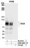 Synaptic vesicle glycoprotein 2A antibody, A305-434A, Bethyl Labs, Immunoprecipitation image 