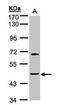 Sphingosine Kinase 1 antibody, GTX107509, GeneTex, Western Blot image 