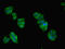 Ankyrin Repeat, SAM And Basic Leucine Zipper Domain Containing 1 antibody, LS-C397557, Lifespan Biosciences, Immunofluorescence image 