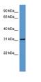 Autophagy Related 5 antibody, orb331014, Biorbyt, Western Blot image 